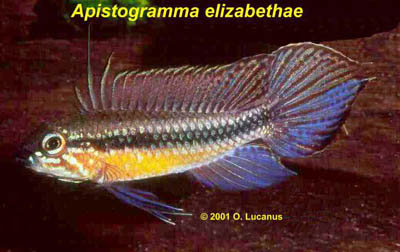 Apistogramma elizabethae